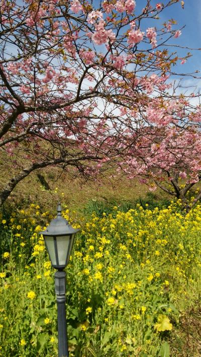 菜の花の黄色と河津桜の濃いピンク