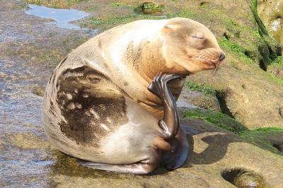 風光明媚な海岸線と、野生のアザラシ ＆ ペリカン が見られます