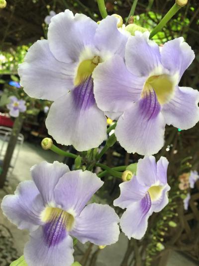 花がぶら下がってる