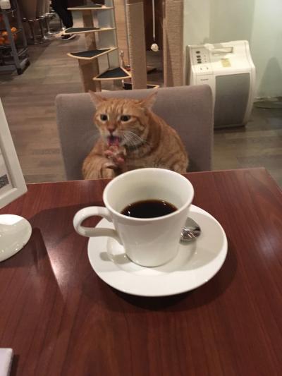 大学のまちの猫カフェ