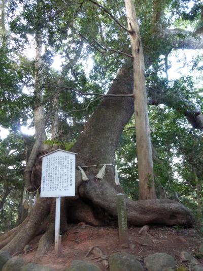 長門国一の宮住吉神社社叢---下関市にある「住吉神社」境内にヒッソリと佇む天然記念物です。