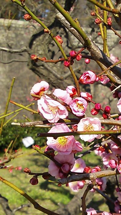 Plum brossam, peach brossam, and cherry brossam