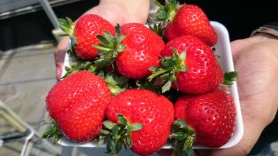 いちごの季節きたー！(いちご狩り編)