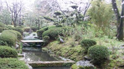 日本庭園と桜