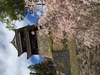 4月中旬に桜とともに