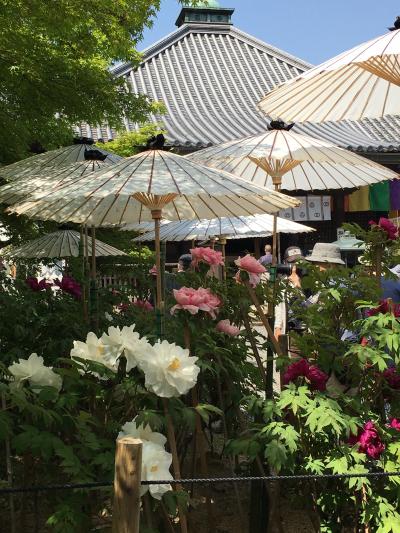 牡丹の花寺