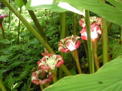 大自然の中の植物園は見応えあり