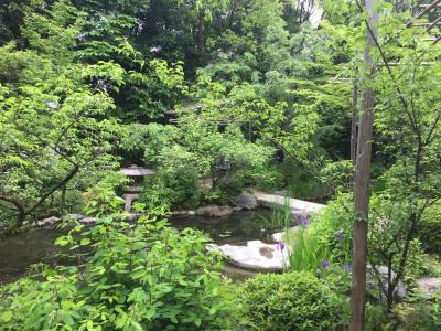 5月中旬から花しょうぶと蓮が見れました