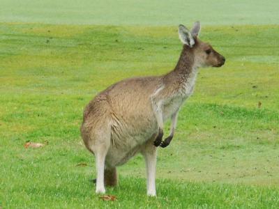 窓のすぐ外にはカンガルー