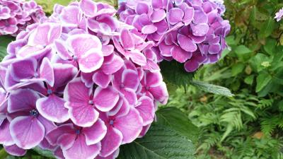６月は紫陽花祭り