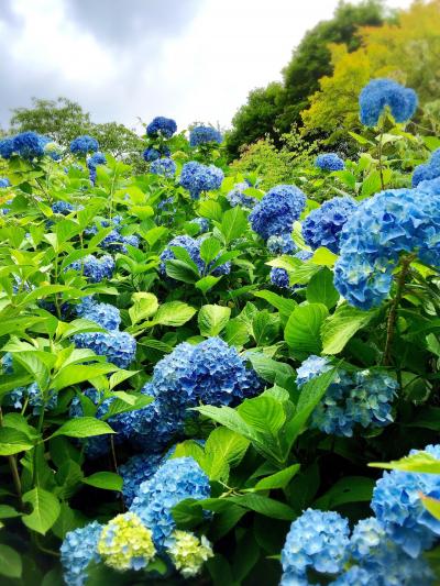 とにかく沢山の種類の紫陽花が咲き乱れています