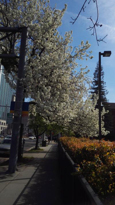 ホテル近くの並木