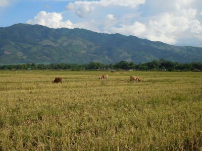 ＧＨ後ろの田園です