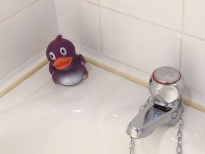 アヒルちゃんが居ました