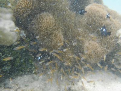 透明度は高いです