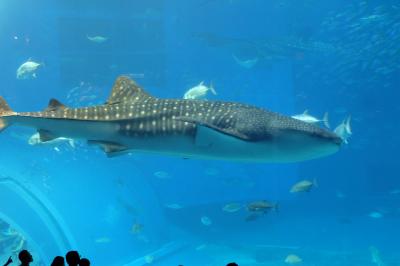 コスパ最強、スケール最大の水族館