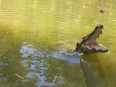 迫力の餌付けが見られます