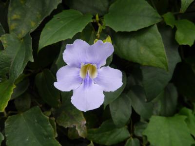 プールがあるホテルの庭は緑がいっぱいでした