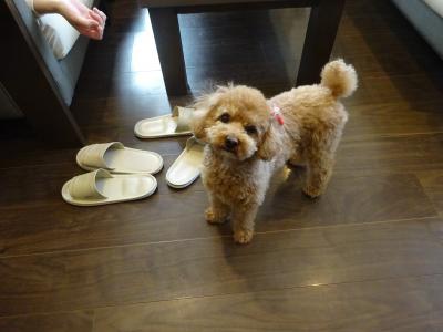 わんこと一緒に宿泊できます