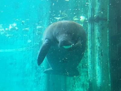 マナティ館もおすすめ