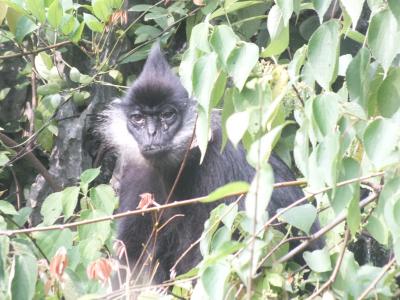 絶滅危惧種のお猿さんに会いたい