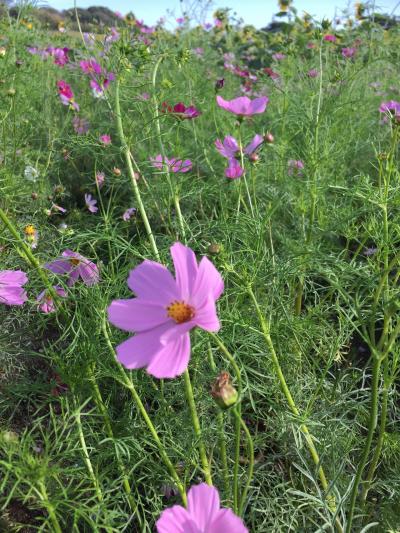 お花をいただけます