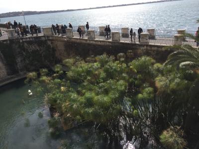 七面鳥(？)もいた！