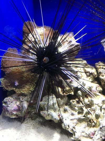 規模は小さいけど充実した水族館