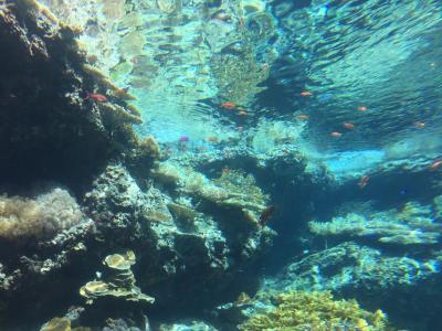 人生で一度は行っておきたい水族館のひとつ