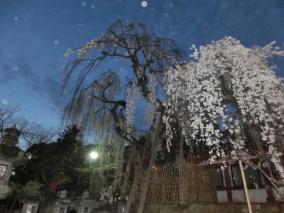 夜桜鑑賞に