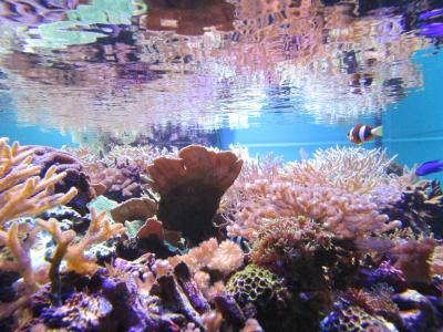 新しい水族館で想像以上のクオリティでした。