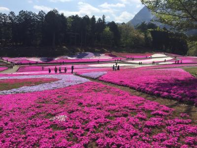 桜のじゅうたんのよう♫