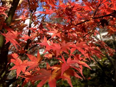 京都で紅葉なら