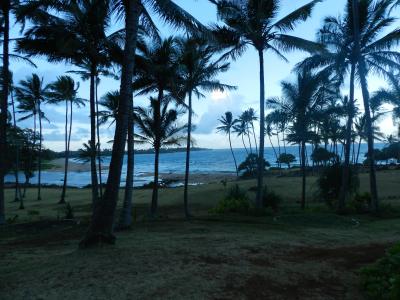 近くのココナッツ林とビーチ