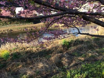 河津桜河津川沿い桜並木