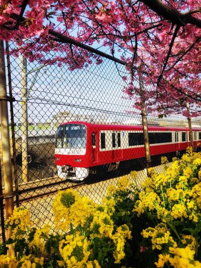 京急と河津桜の定番構図