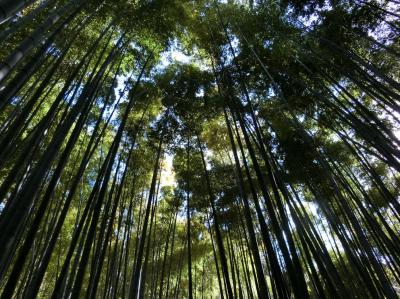 竹林のあるお寺