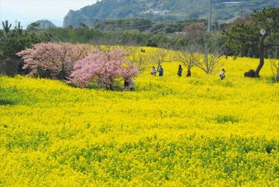 わんこ連れも楽しめる黄色いお花見♪