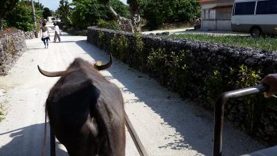 竹富島の集落の中をのんびり～