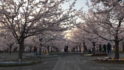 今まで見てきた桜で1番かも！