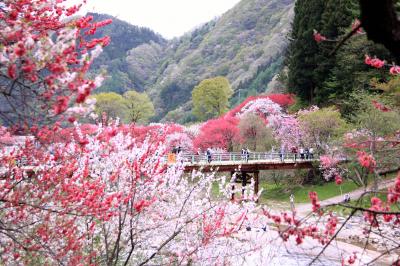 ■ 月川温泉花桃の里は南信州の桃源郷