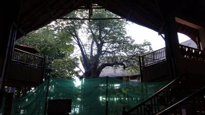 ロビー中央のバオバオの木