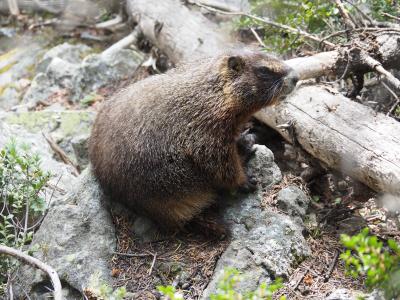 景色もいいし、たくさんの動物にも会えます(^^♪