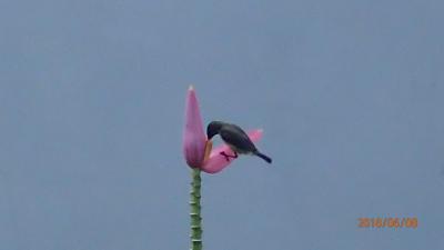 鳥が沢山。ハミングバードもあっちこっちに！