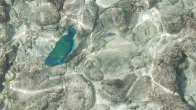 ヴィラの下に見える魚