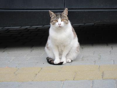 ホテルに居ついている猫