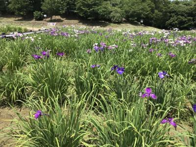 自然の中の菖蒲園