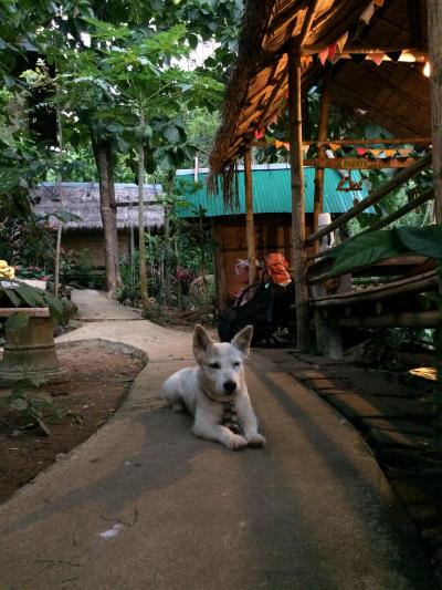 賢いパンダ君がお出迎え。