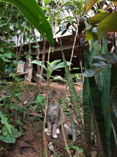 可愛いにゃんこもいる。