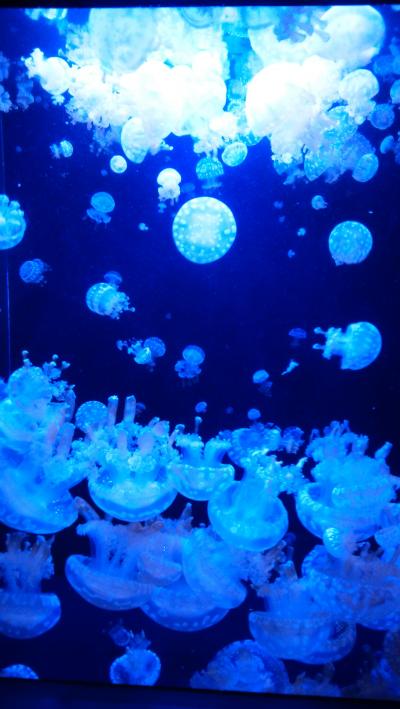 クラゲ見て癒やされた